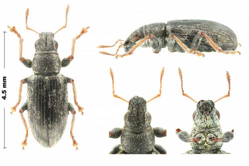 Sitona lineatus